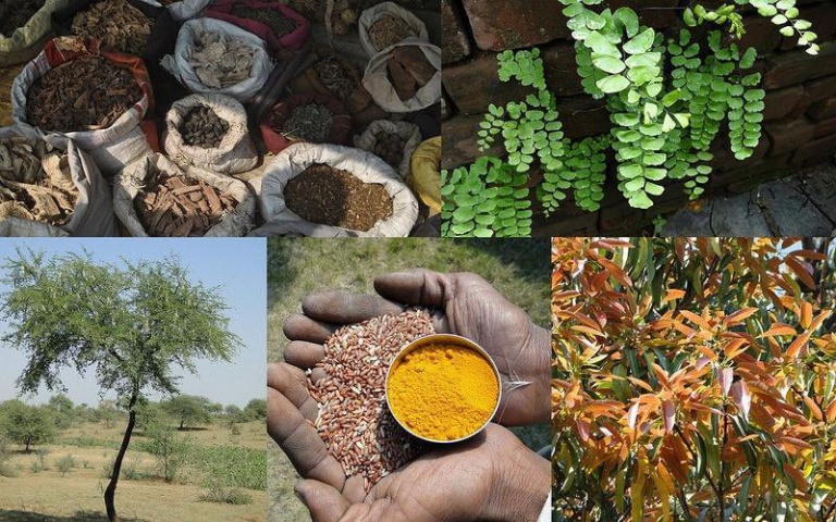 Le Covid-19 à l’épreuve de la médecine africaine